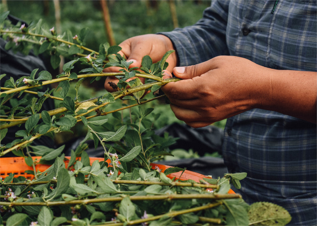 Tulsi, albahaca dulce, la reina de las hierbas