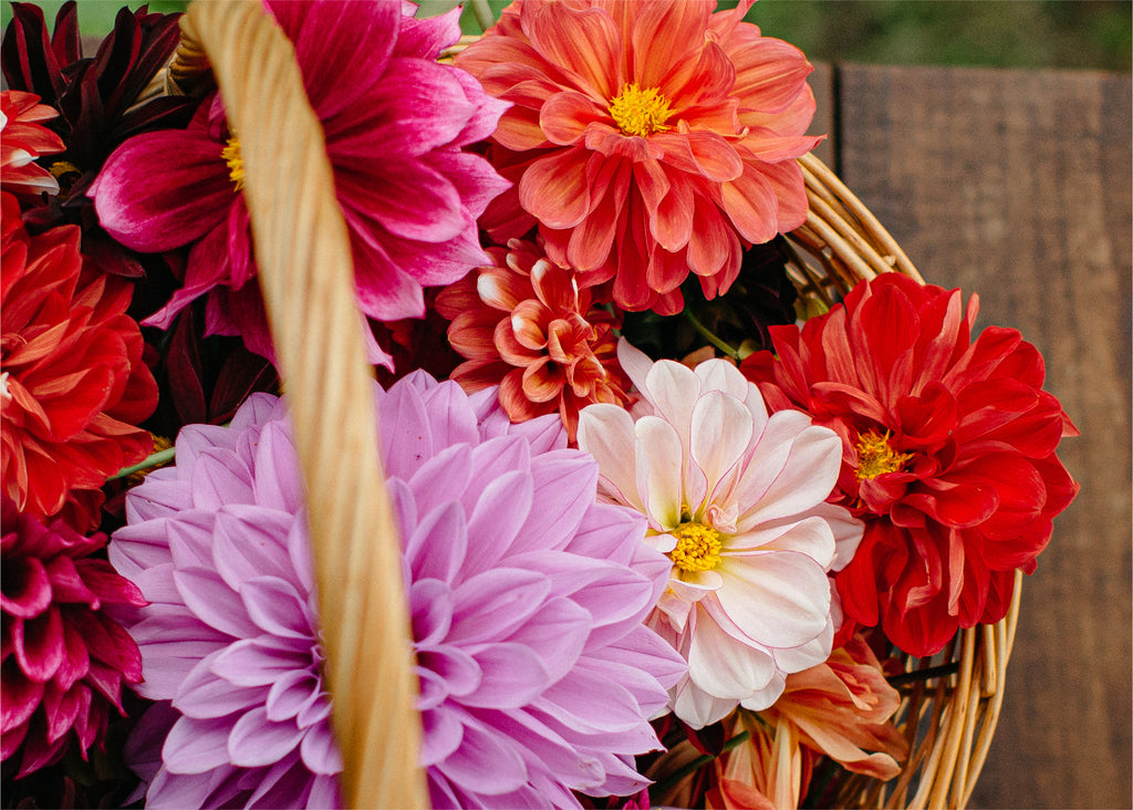 Repelente eucalipto y aloe vera: el combo que necesitas esta primavera