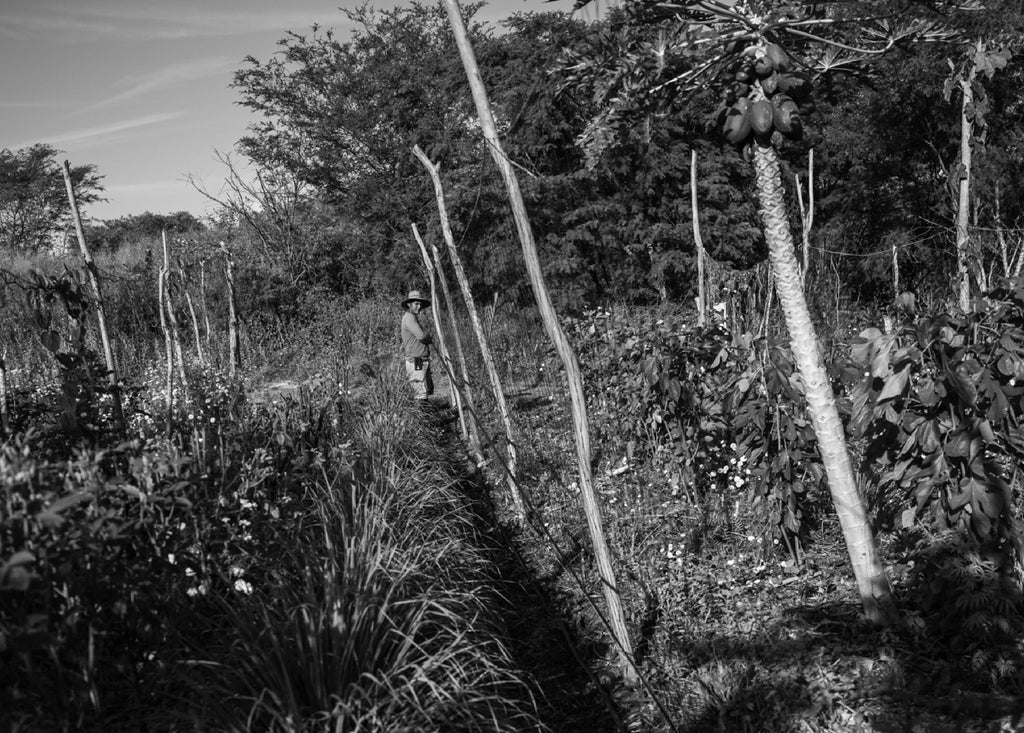 Conviértete en distribuidor de Remedios del Bosque