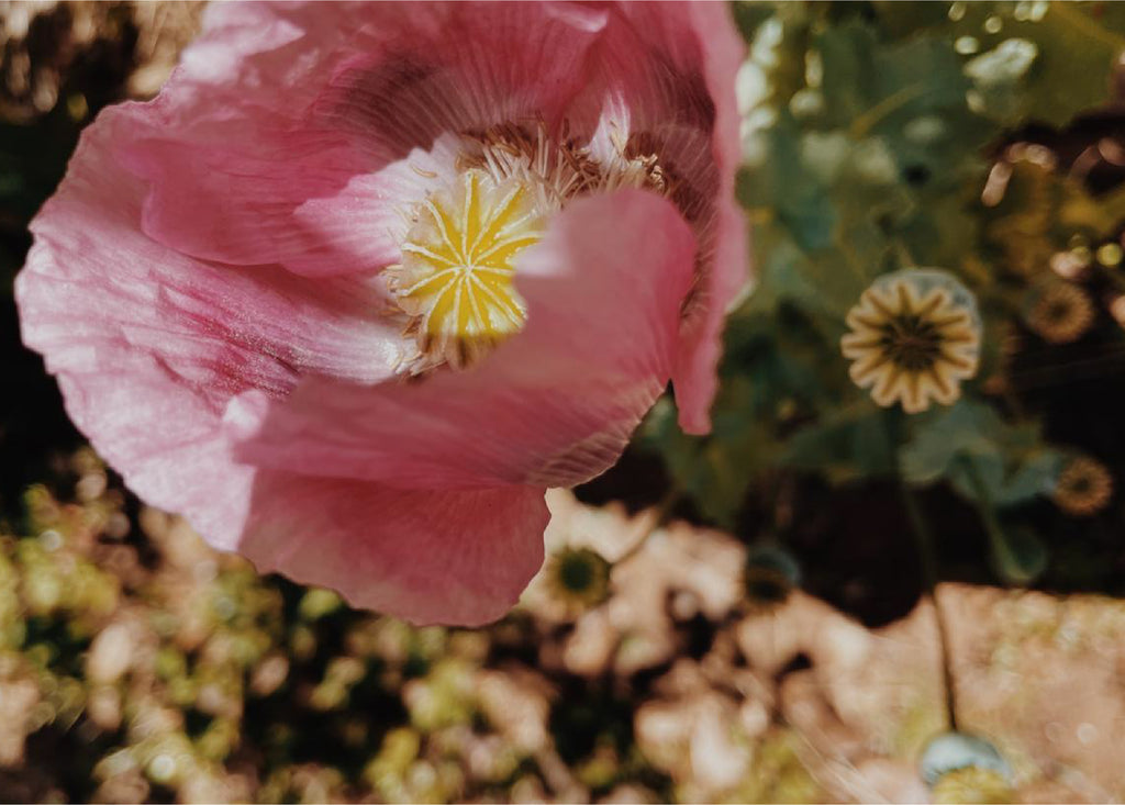 Aprende a destilar aceites esenciales