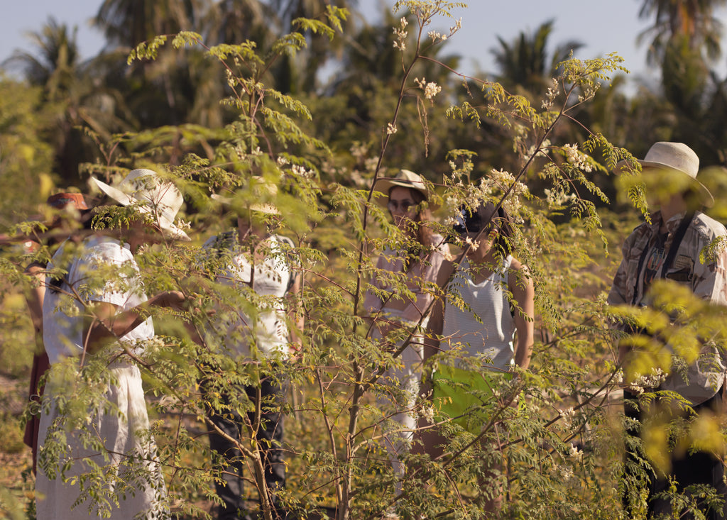 ¡Sítio Semente en México!