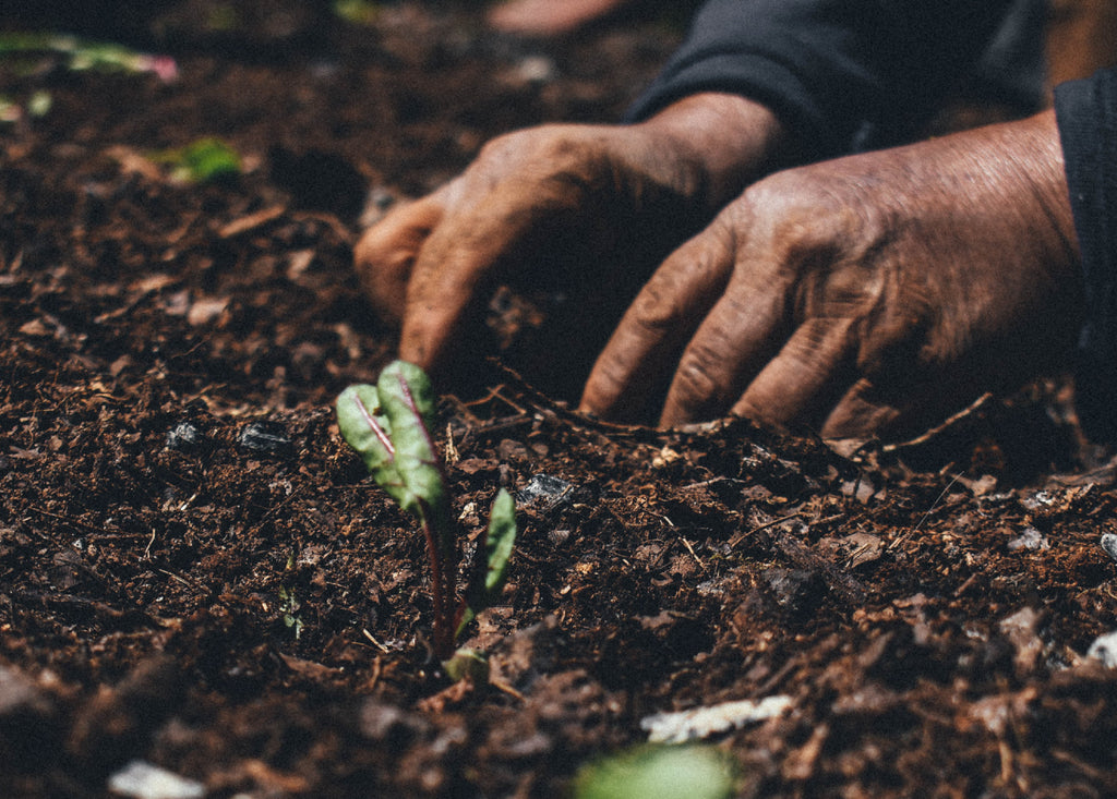 Así honramos a la tierra y tú también puedes hacerlo