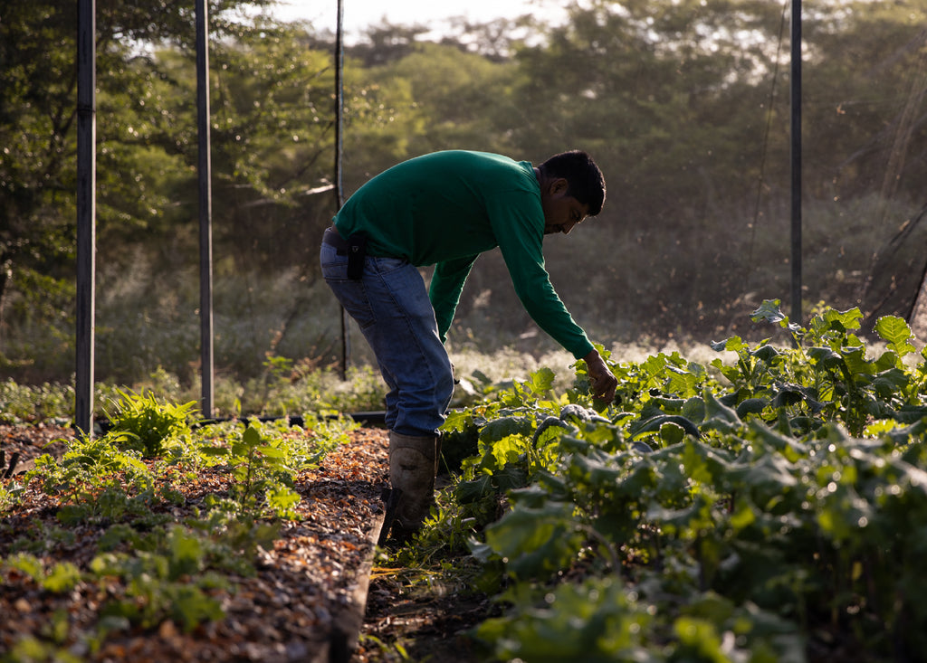 La agricultura regenerativa y su importancia en nuestros procesos
