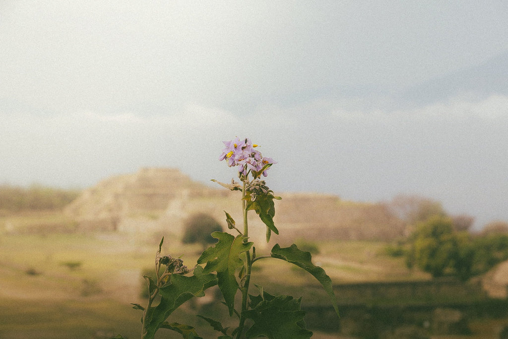 Oaxaca, inspiración que permanece