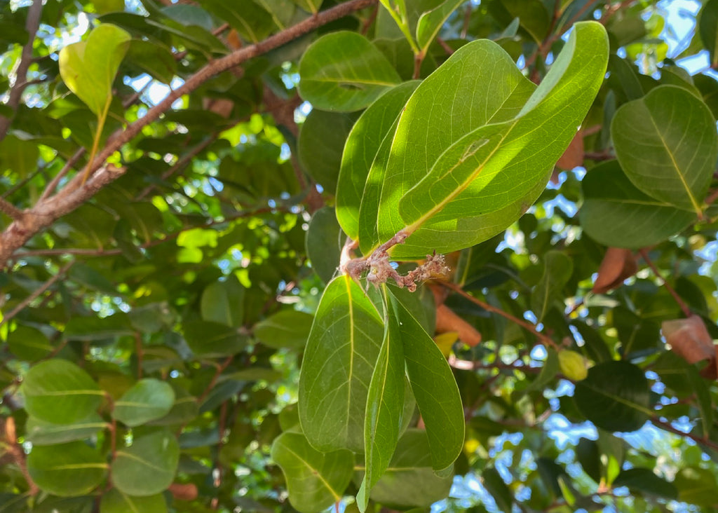 Moringa, el árbol milagroso