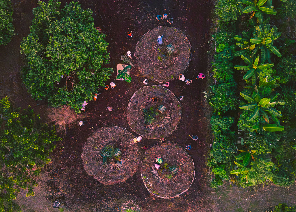 Reforestemos los bosques zapotecas